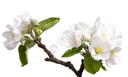 白色背景上的春天绽放樱桃花图片