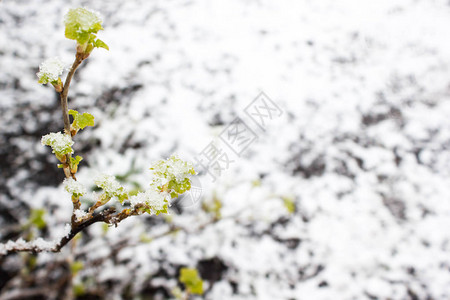 雪下的绿色植物图片