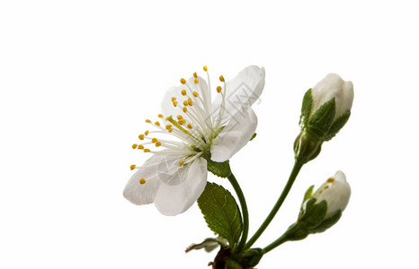 白色背景上的樱桃花图片