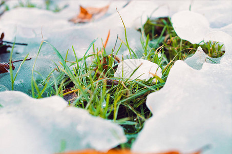 绿草坪与融雪和秋叶的特写图片
