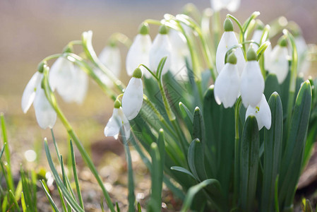 第一朵春天的花朵布什白色雪花莲山中草地上的报春花阳光明媚的日子图片