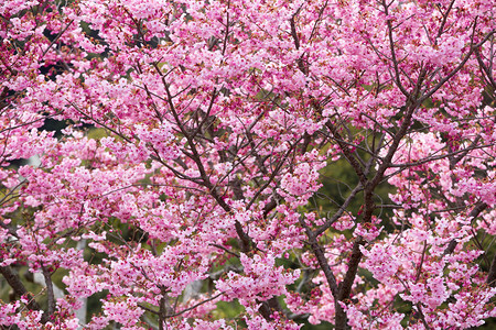 粉红色樱花树的一部分图片