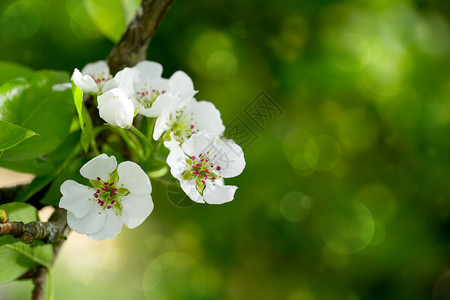春天花园里的梨树开花背景图片
