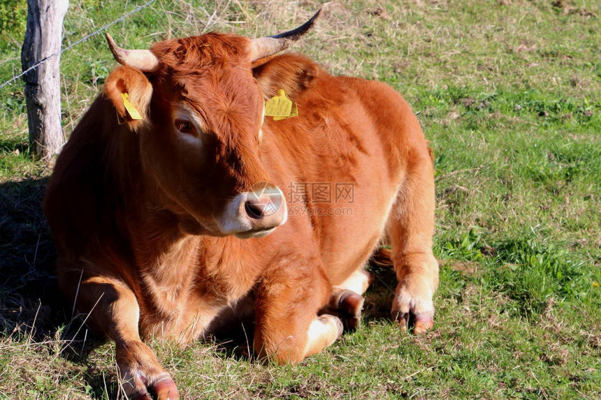 野外的利木辛牛照片拍摄在荷兰林堡州L图片