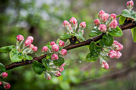 苹果树枝有粉红芽沾满露珠和蜘蛛图片