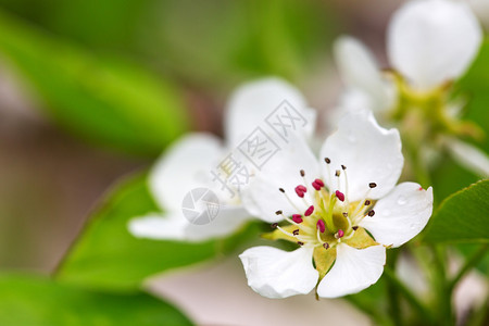 春天花园里的梨树开花图片