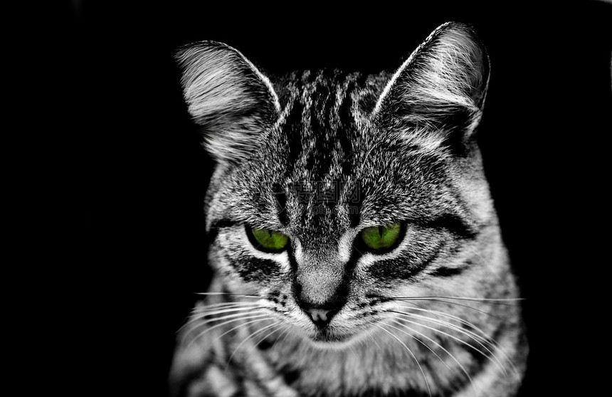 在黑色背景上孤立的灰色猫脸图片