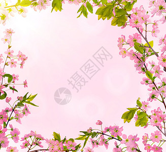 Pinke背景上的樱桃树花框图片