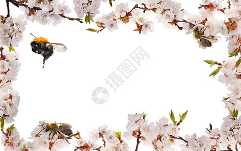 孤立在白色背景上的樱桃树花框架图片