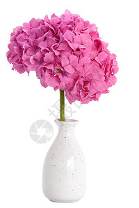 花瓶里美丽的绣球花图片