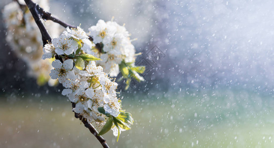 花园里的春雨春日雨中樱桃李的白花背景图片