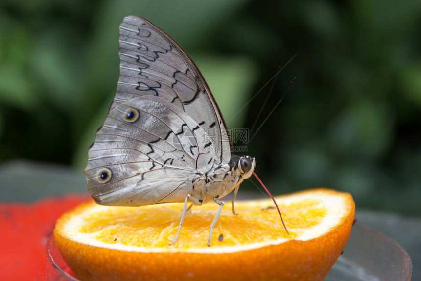 Caligoatreus热带蝴蝶从橙色中吸食花图片