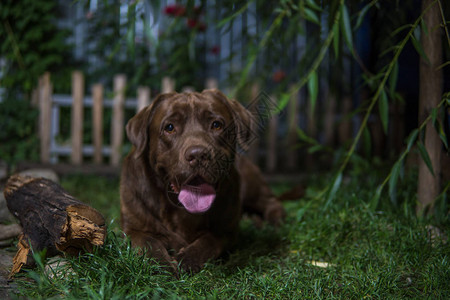 棕色拉布多狗躺在绿草上巧图片