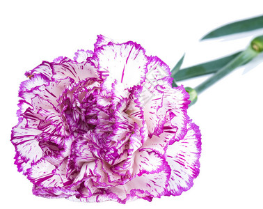 美丽的紫色康乃馨白图片
