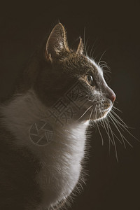 用白色胸膛和黑色布料背景的可爱的小猫咪图片