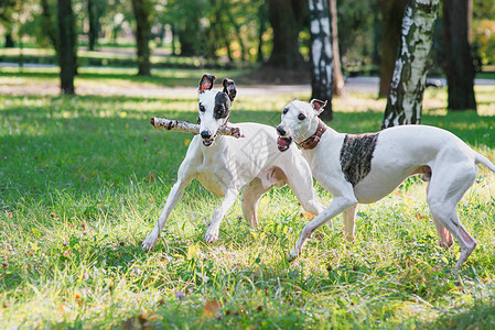 两只白色的惠比特犬在公园户外玩耍图片