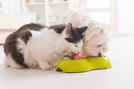 小狗麦芽和猫吃家里碗的自然有机食物图片