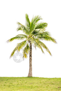 白色背景上的椰子树图片