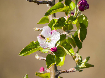 美丽开花的苹果树关闭图片