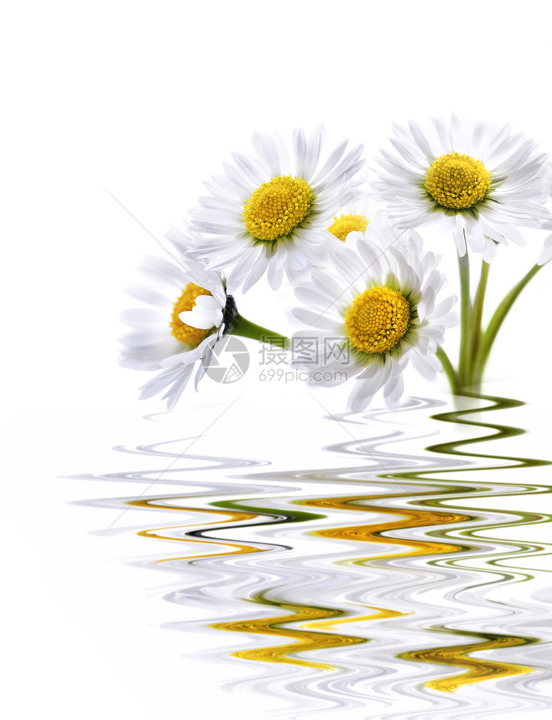 美丽的雏菊花与水中的倒影图片