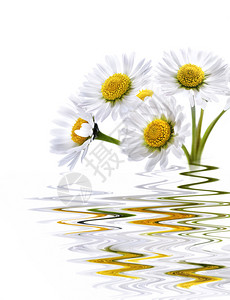 美丽的雏菊花与水中的倒影图片