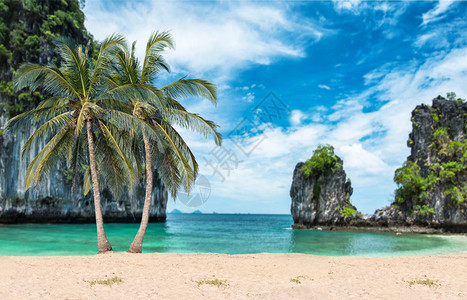 以大海为背景的海滩上的椰子树图片
