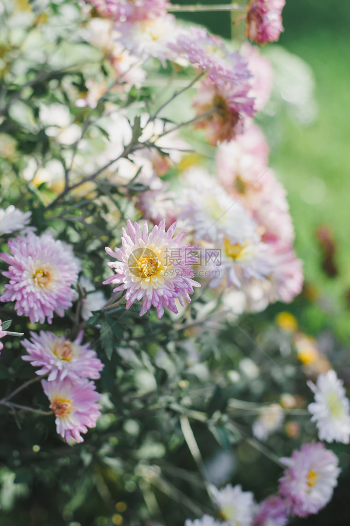 小菊花在花图片