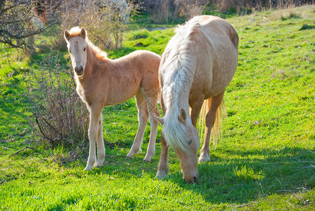 在草地上吃草的母马和小马驹图片