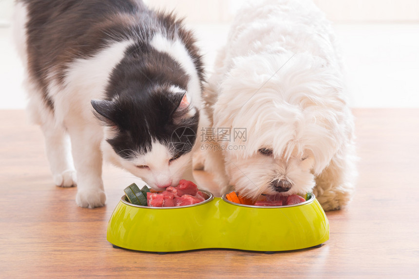 小狗麦芽和黑白猫吃家里碗的自然有机食物图片