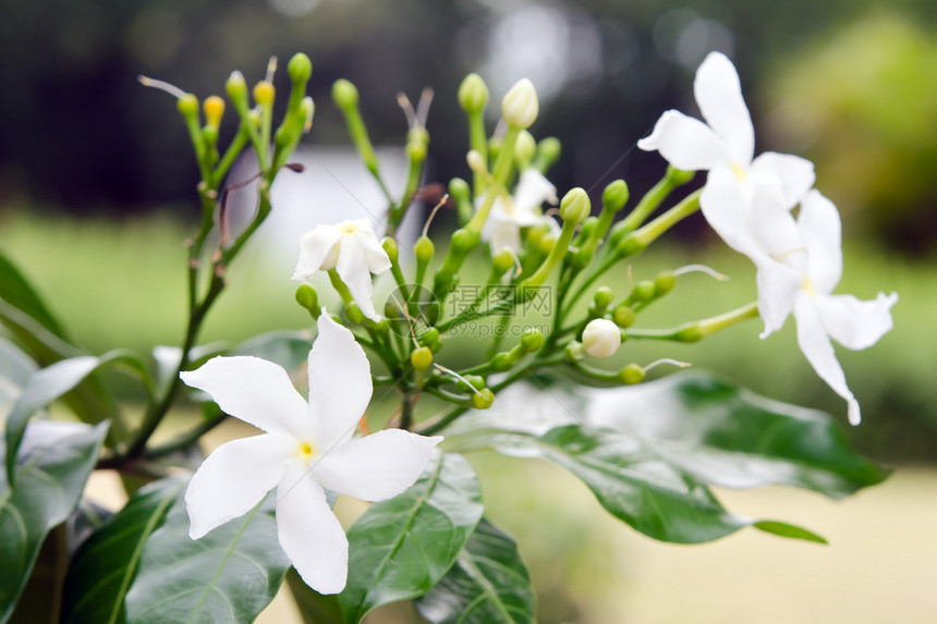 树上的橙色茉莉花图片