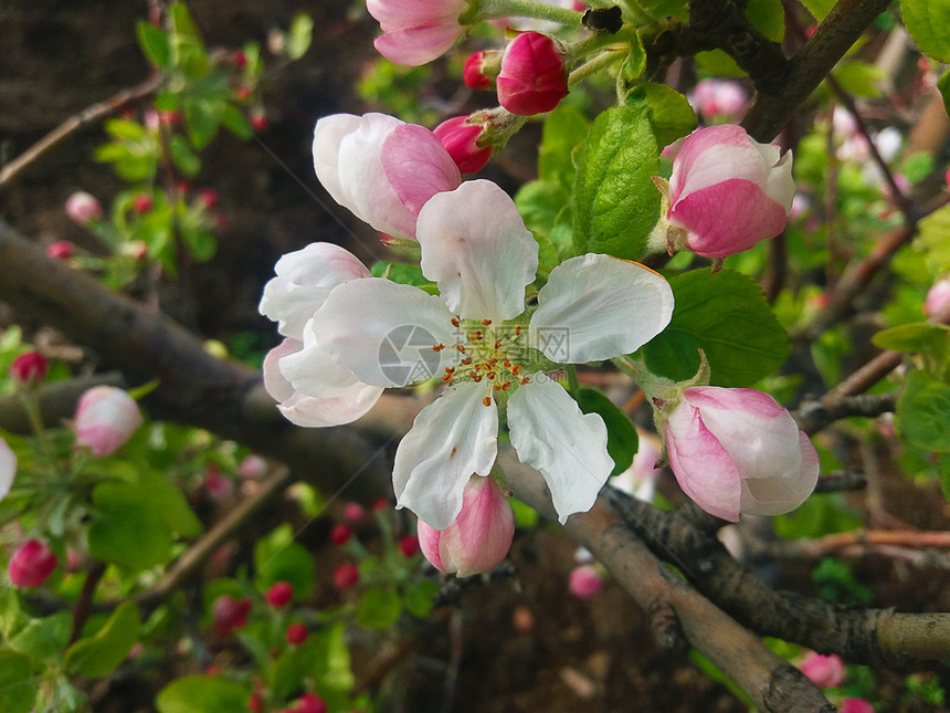 春月时有白花的Bloom图片
