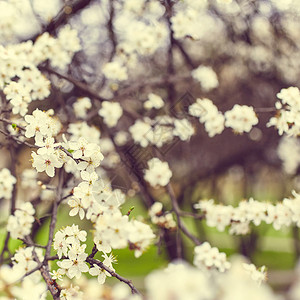 开花的树美丽的春天的花朵自然背景图片