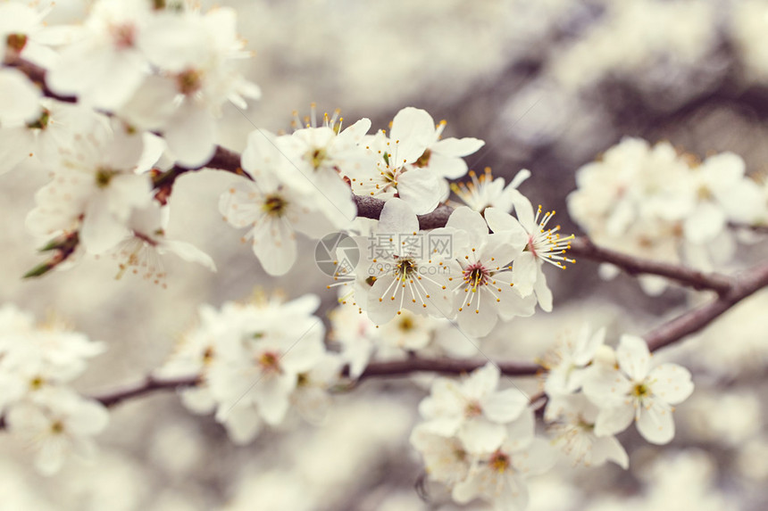 春开树美丽的花朵自然背图片