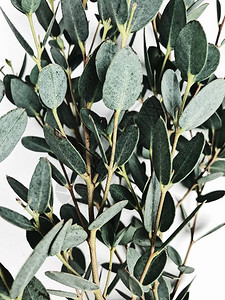 白色背景上的Eucalyptus花枝图片