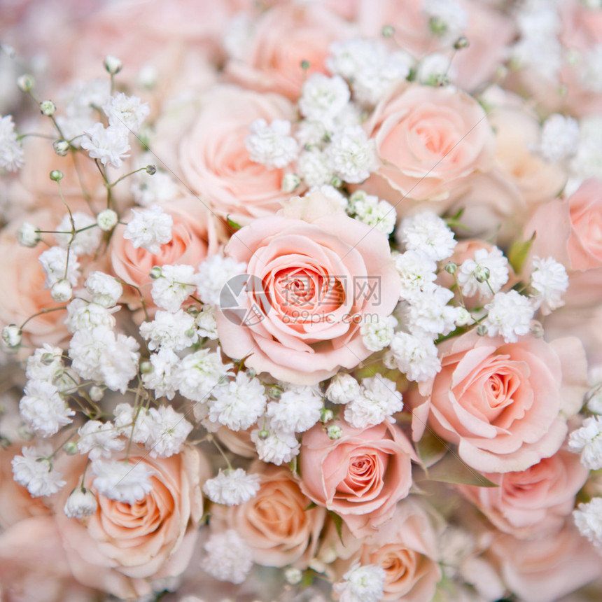 带有玫瑰花丛和小白花的柔软粉图片