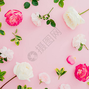 粉红色背景的白玫瑰和红玫瑰花朵成份图片