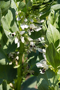 花园中大豆植物Viciafa图片