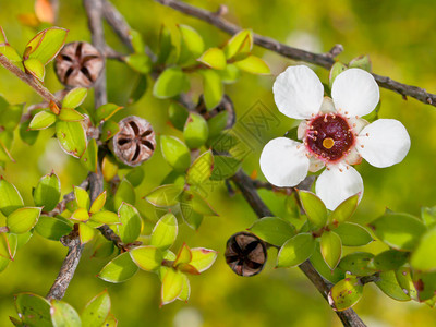 茶树花和种子盒细节图片