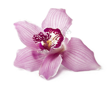 白色背景上的粉红色兰花图片