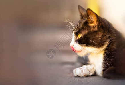 毛茸的黑猫舌头舔他的鼻子特写复制空间背景图片