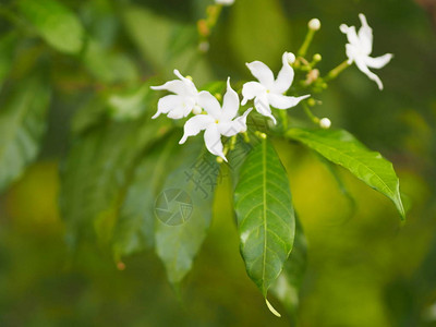 紧贴的茉莉花美丽的白色花背景图片