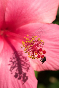 Hibiscus的特点是五花瓣图片