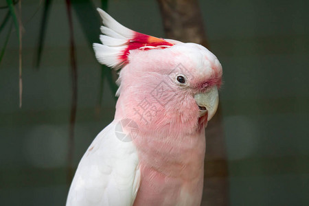 粉红鹦鹉的头紧贴着图片