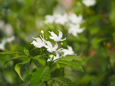 紧贴的茉莉花美丽的白色花背景图片