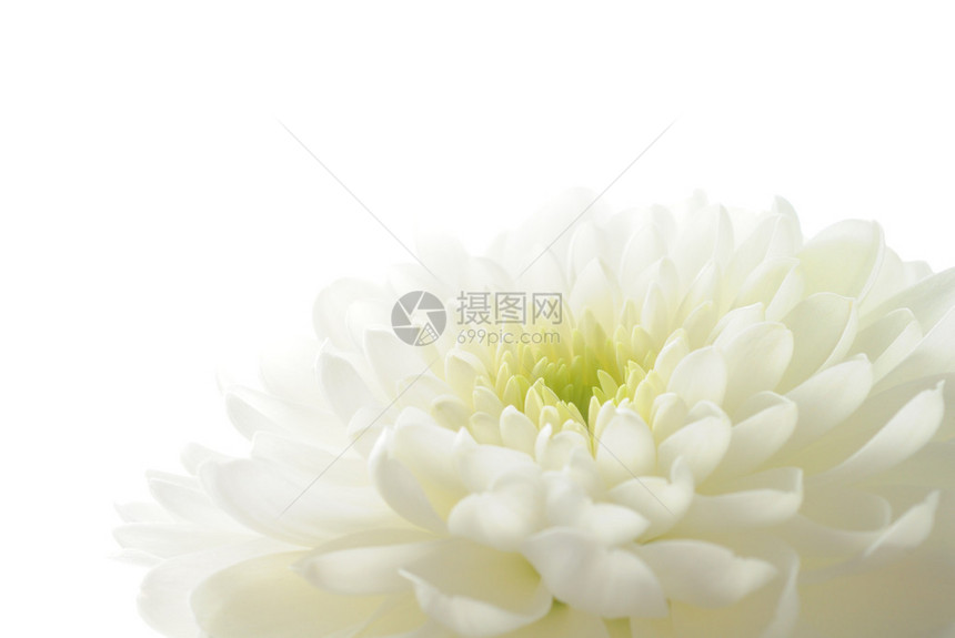 白菊花上白色孤立图片