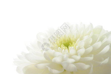 白菊花上白色孤立图片