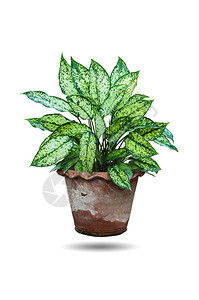 Dieffenbachia植物背景图片