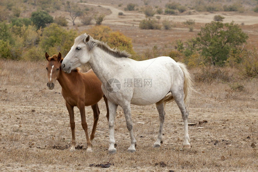 两匹野马白色和棕色图片