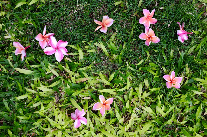 草背景上的粉红色鸡蛋花图片