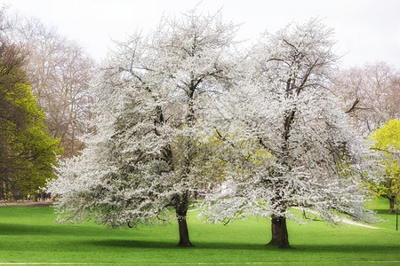 春天盛开的树伦敦绿色公园图片